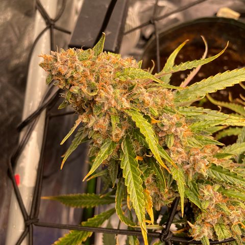 Gelato #1 growlog timeline photo