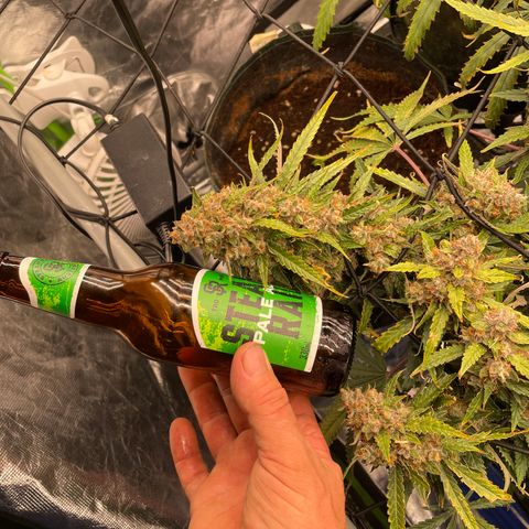 Gelato #1 growlog timeline photo