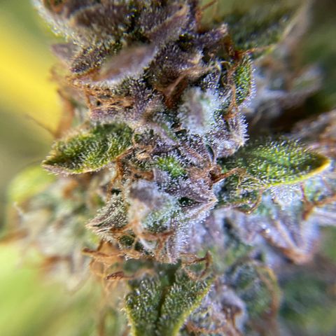 Gelato #1 growlog timeline photo
