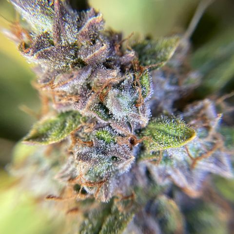 Gelato #1 growlog timeline photo