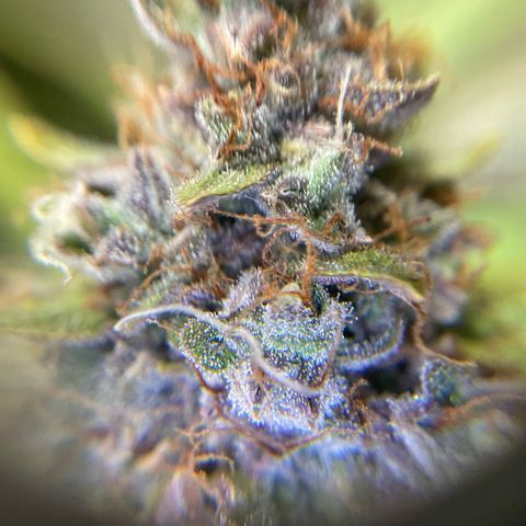 Gelato #1 growlog timeline photo