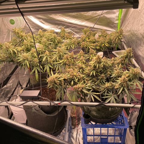 Gelato #1 growlog timeline photo