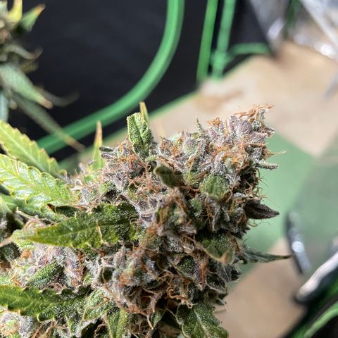 Gelato #1 growlog timeline photo