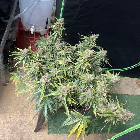 Gelato #1 growlog timeline photo