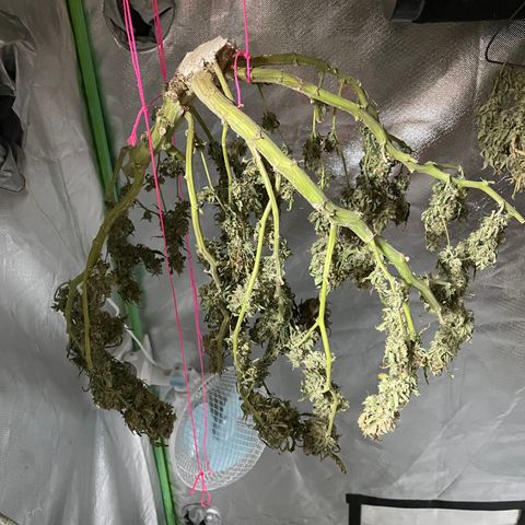 Auto Psychedelic growlog timeline photo