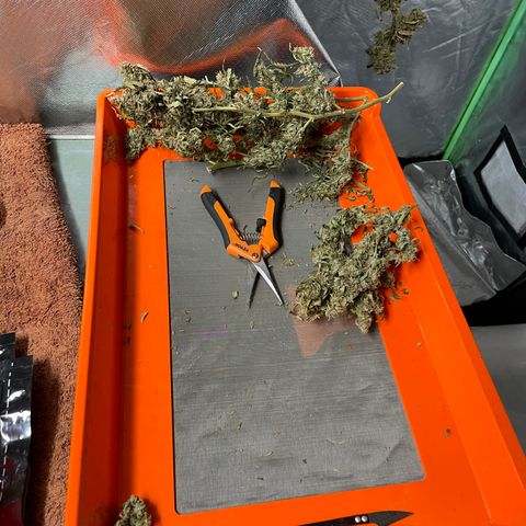 Auto Psychedelic growlog timeline photo
