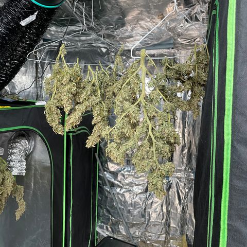  Bruce Banner #1 growlog timeline photo
