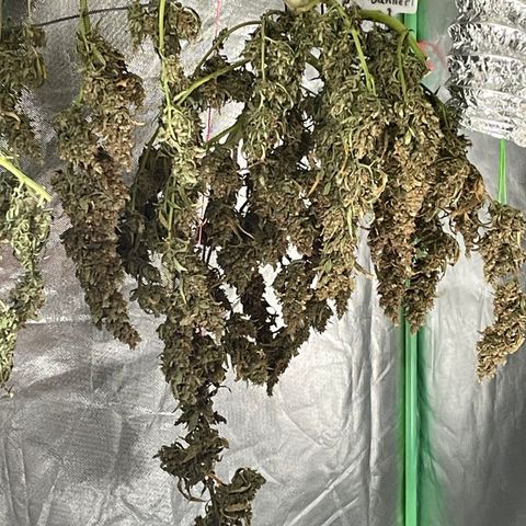  Bruce Banner #1 growlog timeline photo