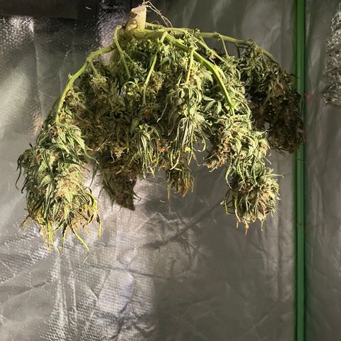 Gelato #1 growlog timeline photo