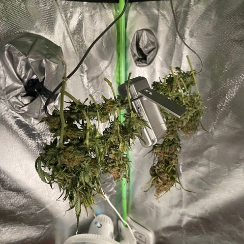 Gelato #1 growlog timeline photo