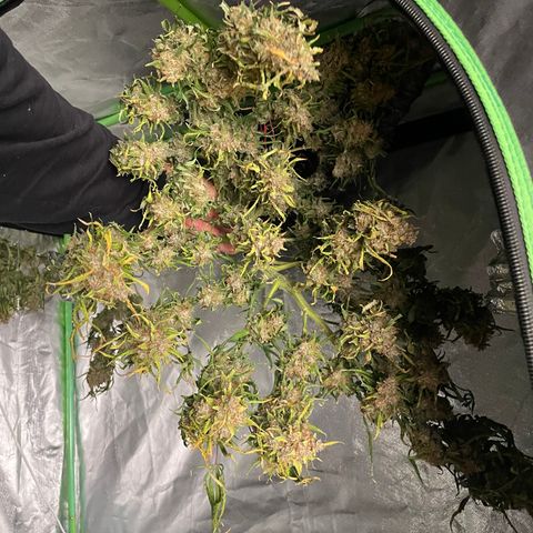 Gelato #1 growlog timeline photo