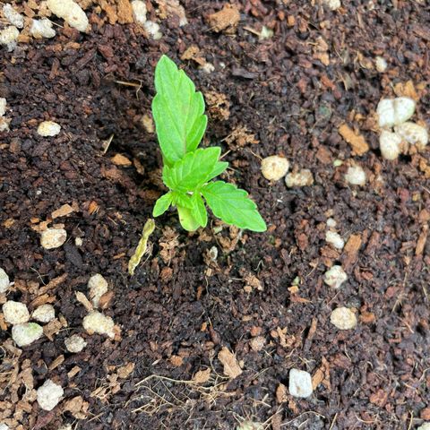 Unknown strain growlog timeline photo