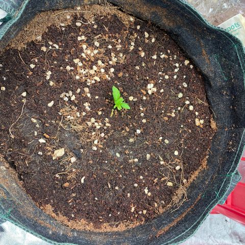 Unknown strain growlog timeline photo