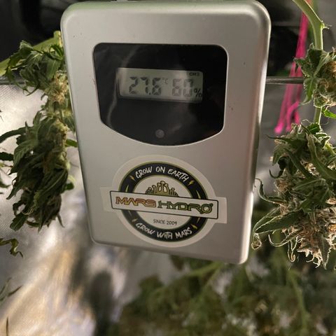 Gelato #1 growlog timeline photo