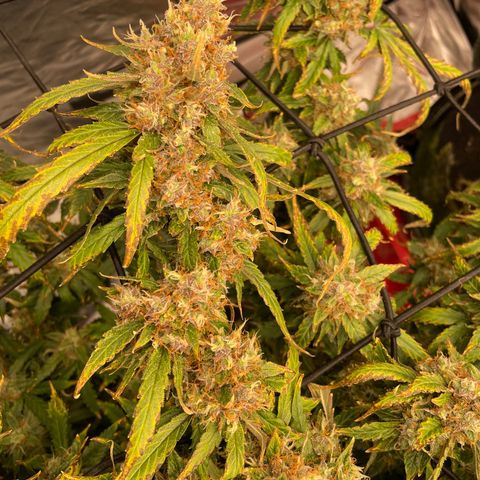 Gelato #2 growlog timeline photo