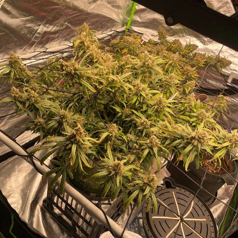 Gelato #2 growlog timeline photo