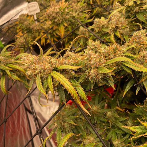 Gelato #2 growlog timeline photo