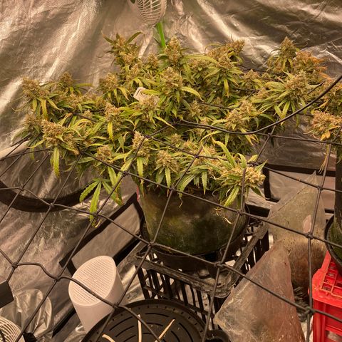 Gelato #2 growlog timeline photo