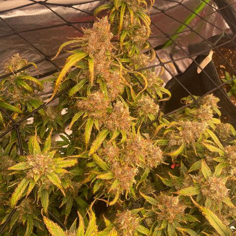 Gelato #2 growlog timeline photo