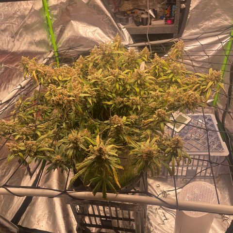 Gelato #2 growlog timeline photo