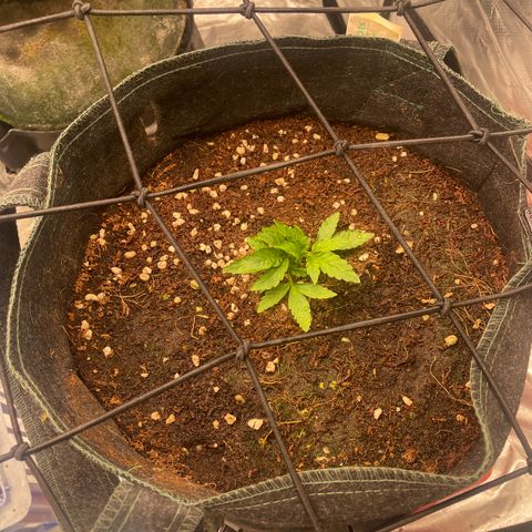 Unknown strain growlog timeline photo
