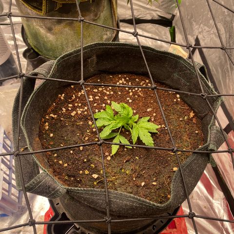 Unknown strain growlog timeline photo