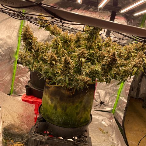 Gelato #2 growlog timeline photo