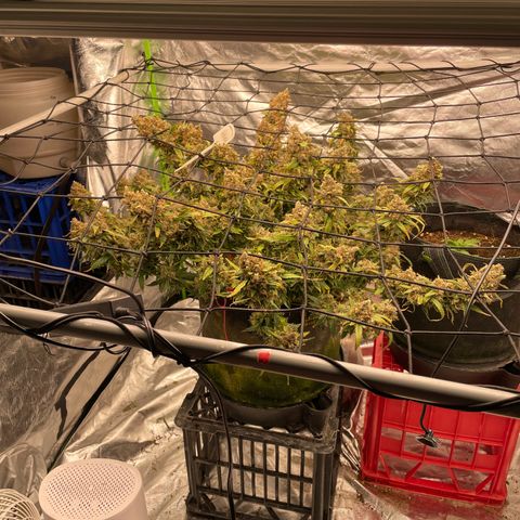 Gelato #2 growlog timeline photo