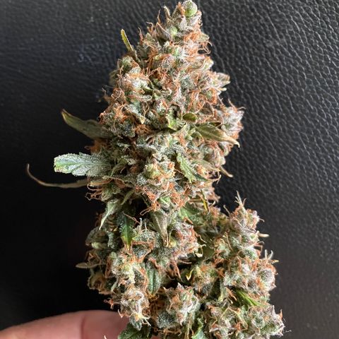 Gelato #2 growlog timeline photo