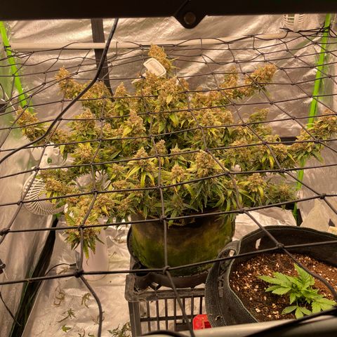 Gelato #2 growlog timeline photo