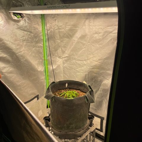 Unknown strain growlog timeline photo