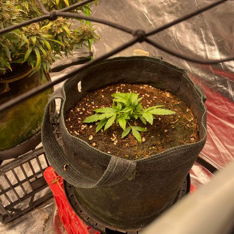 Unknown strain growlog timeline photo