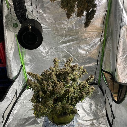 Gelato #2 growlog timeline photo