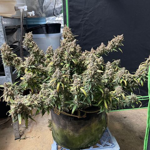 Gelato #2 growlog timeline photo