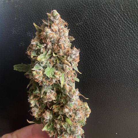 Gelato #2 growlog timeline photo