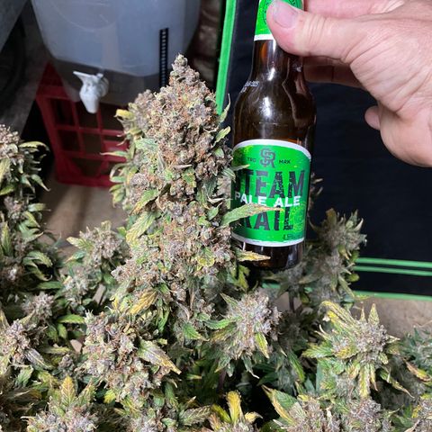 Gelato #2 growlog timeline photo