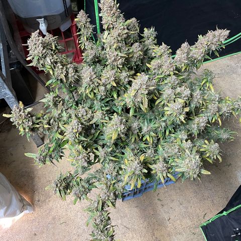 Gelato #2 growlog timeline photo