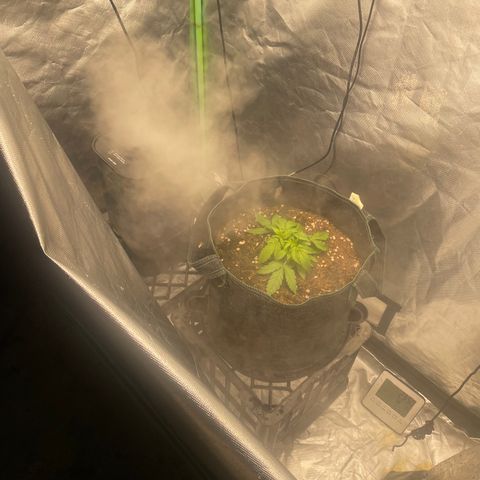 Unknown strain growlog timeline photo