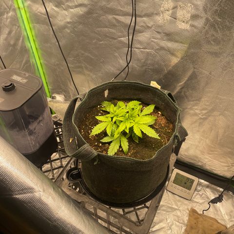 Unknown strain growlog timeline photo