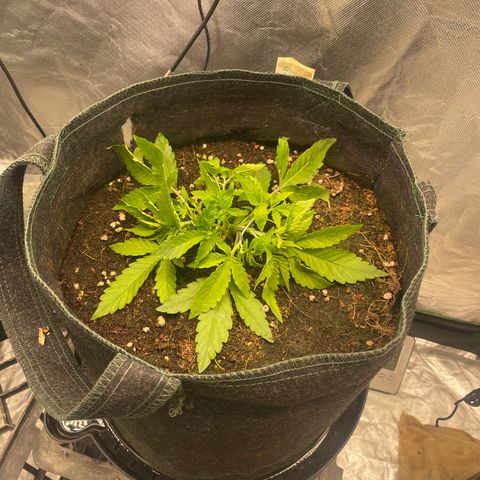 Unknown strain growlog timeline photo