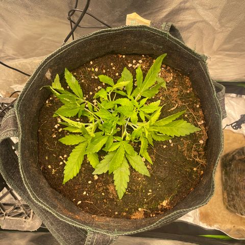 Unknown strain growlog timeline photo