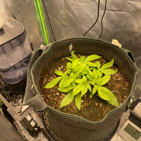 Unknown strain growlog timeline photo