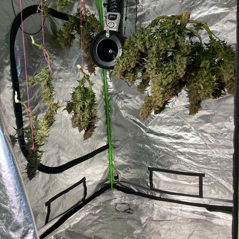 Gelato #2 growlog timeline photo