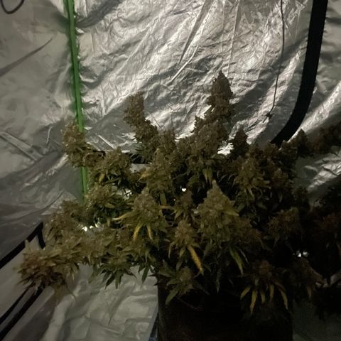 Gelato #2 growlog timeline photo