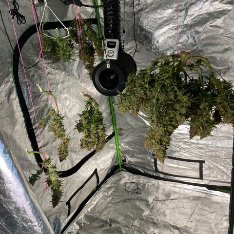 Gelato #2 growlog timeline photo