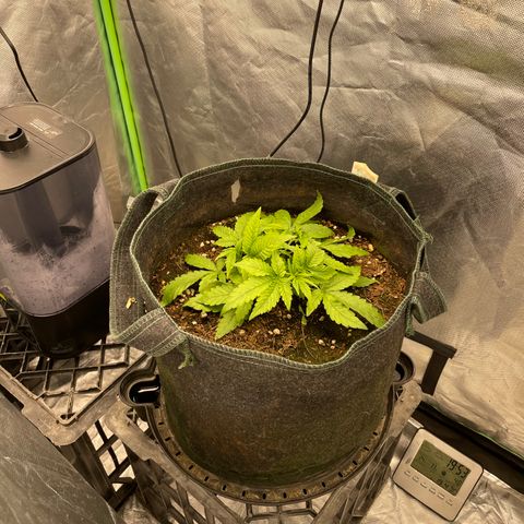 Unknown strain growlog timeline photo