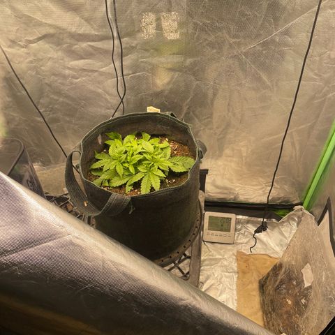 Unknown strain growlog timeline photo