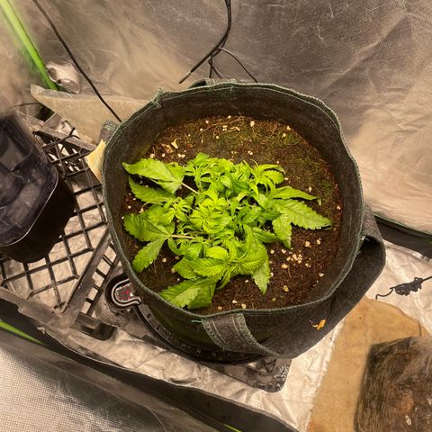 Unknown strain growlog timeline photo