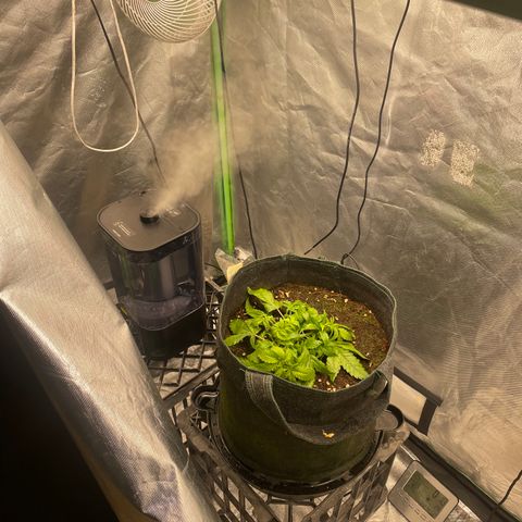 Unknown strain growlog timeline photo