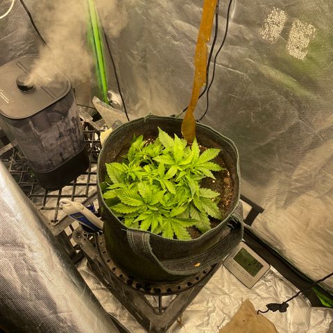 Unknown strain growlog timeline photo